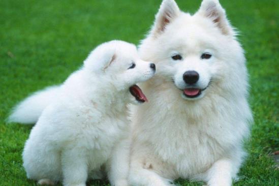 狗狗為什麼老聞主人襠部狗狗聞屁股是幹嘛