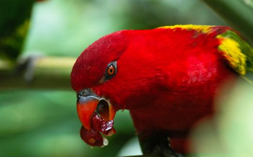 喋喋吸蜜鸚鵡的飼養方法喋喋吸蜜鸚鵡的價格