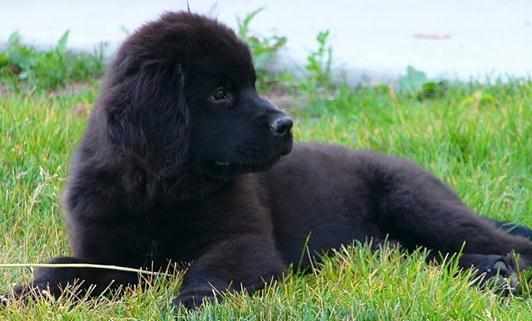 紐芬蘭犬是什麼狗？紐芬蘭犬如何餵養？