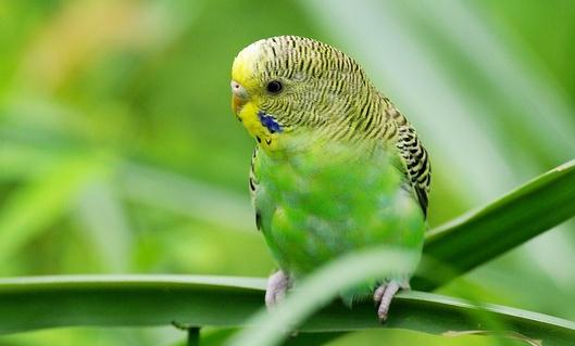 虎皮鸚鵡是怎樣的？虎皮鸚鵡的產地