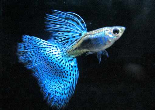 孔雀魚怎麼養？孔雀魚爛尾怎麼辦？