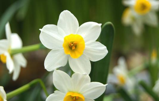 水仙花有毒嗎水仙花能放在臥室內嗎
