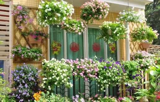 室內養花的技巧你要懂的