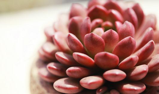 冬季多肉植物被凍傷了怎麼辦?