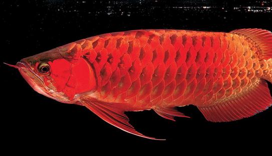 非洲黑龍怎麼養？非洲黑龍的飼養環境