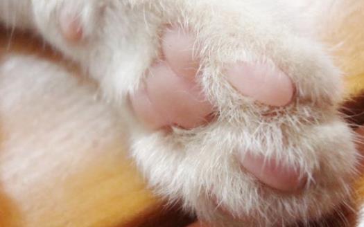 扒一扒猫爪的小秘密殺機藏在肉墊裏