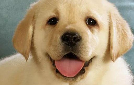 上班族照顧自己的狗狗寶貝妙招上班族養狗知識匯總