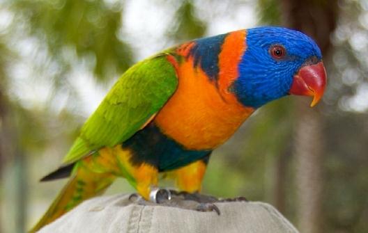 珍達錐尾鸚鵡的簡介珍達錐尾鸚鵡的產地