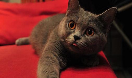 英國短毛猫的簡介-英國短毛猫怎麼養？