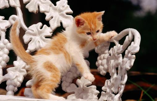 猫咪被嚇著以後，鏟屎官別坐視不管，有這4種安撫管道