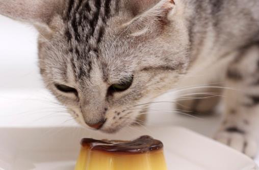 猫咪被嚇著以後，鏟屎官別坐視不管，有這4種安撫管道