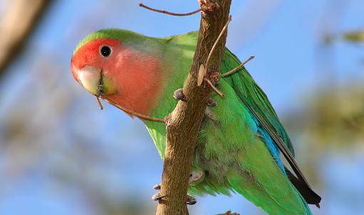桃面愛情鳥的簡介桃面愛情鳥的產地