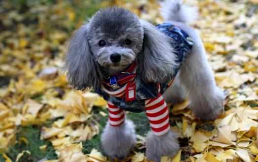 養寵物狗狗狗狗項圈的使用方法與選購原則