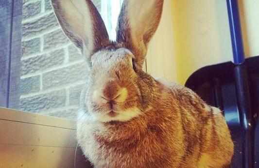 巨型花明兔的產地-巨型花明兔產自哪裡？