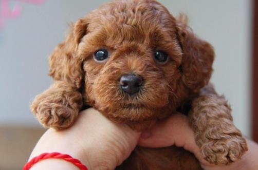 狗狗並不總是想喜歡被撫摸，在這三個場合，碰一下它都會發怒！