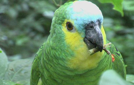 藍頭鸚鵡的飼養方法藍頭鸚鵡的價格