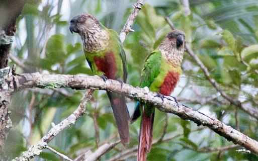 彩繪錐尾鸚鵡的飼養方法