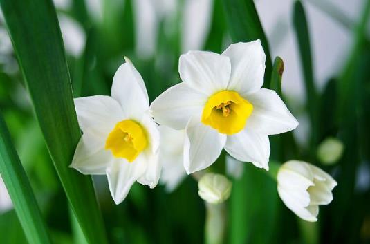 水仙花有毒嗎水仙花能放在臥室內嗎