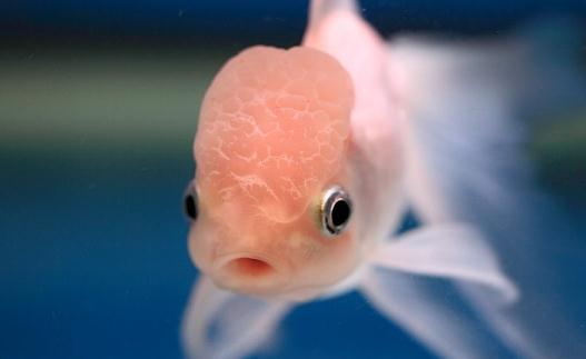 火鶴魚怎麼養？火鶴魚的體型特徵