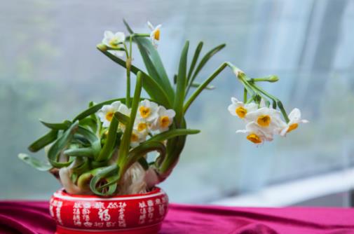 水仙花的正確養護方法養水仙花的注意事項
