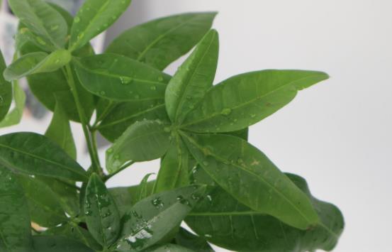 小盆栽的發財樹能長大嗎發財樹小盆栽怎麼養