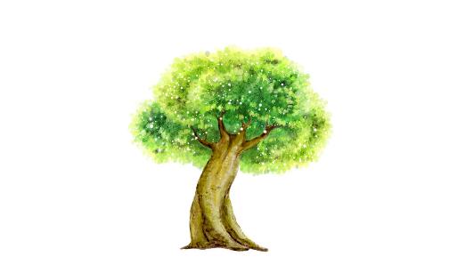 榕樹是怎樣的?怎麼識別榕樹?