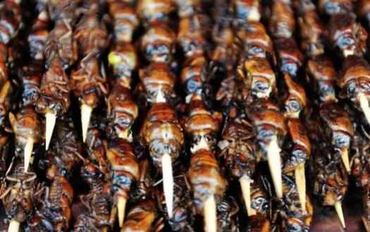 享用美味金蟬的同時避免破壞生態環境的建議