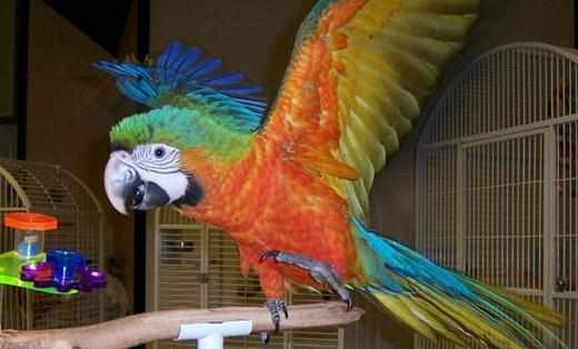 軍艦金剛鸚鵡的壽命有多久?軍艦金剛鸚鵡的價格