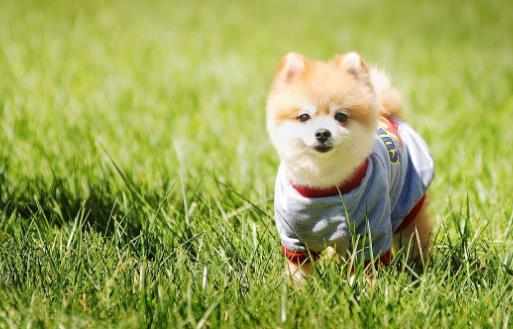 狗在家裡的適宜溫度是多少新生小狗應注意保溫