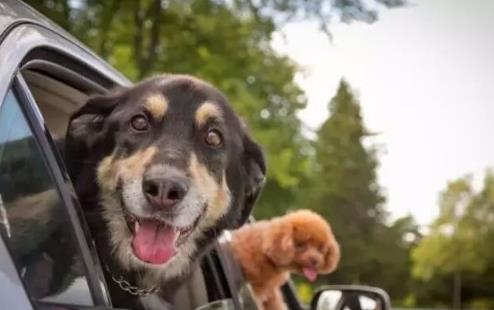 如何帶狗坐車訓練狗不暈車方法