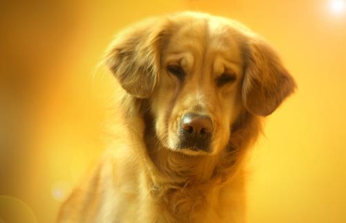 狗狗行為看上去奇怪，其實是在表達對我們的愛