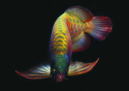 龍魚的基本介紹-龍魚的風水學應用