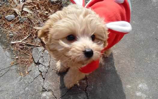 上班族照顧自己的狗狗寶貝妙招上班族養狗知識匯總