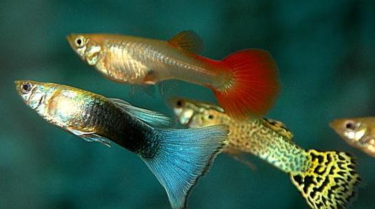 孔雀魚是什麼？孔雀魚怎麼養？