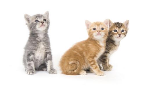 給猫咪餵食的技巧