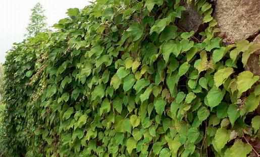 常春藤的介紹-常春藤的養殖技巧