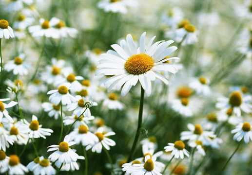 雛菊對家居環境的影響-雛菊與家居風格的搭配