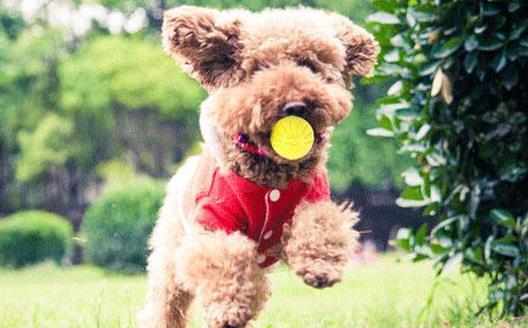 與狗狗互動交流感情的技巧互動訓練因犬制宜