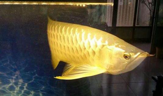 高背寶石龍魚怎麼養？高背寶石龍魚魚缸擺放位置