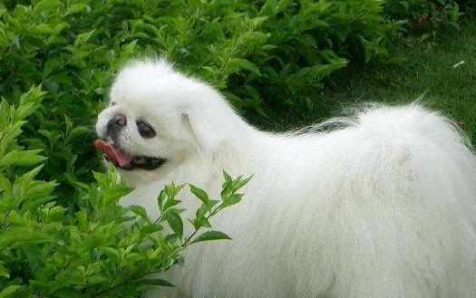 長不大又好養的狗狗品種小型寵物狗品種推薦