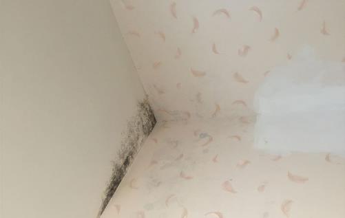 僅需這幾招就再也不用為牆體發黴而煩惱了
