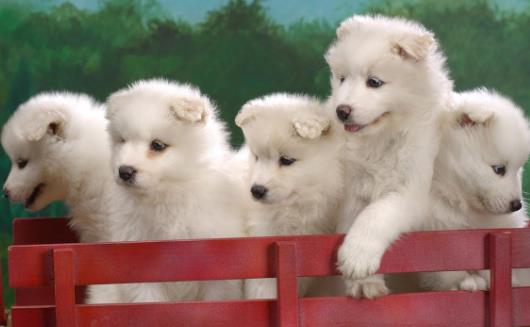 狗狗不可食用的食物初養幼犬須知