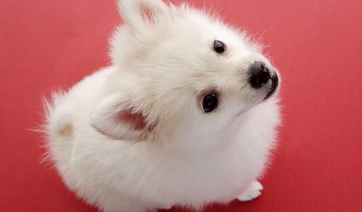 警惕狗狗背部疼痛症狀