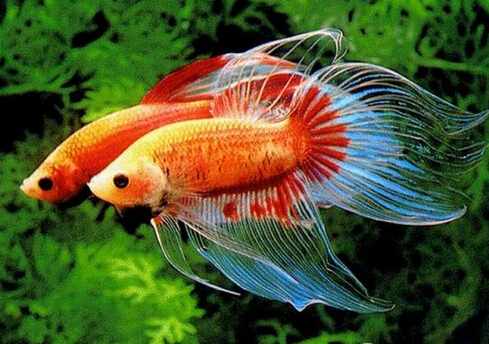 鬥魚怎麼養？鬥魚養殖的注意事項