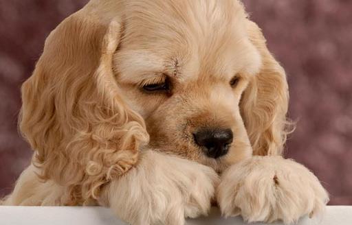 給小狗打疫苗應選對時間窗打疫苗是不能省略的