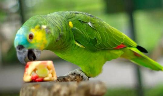 藍頂亞馬遜鸚鵡產自哪裡?藍頂亞馬遜鸚鵡的簡介