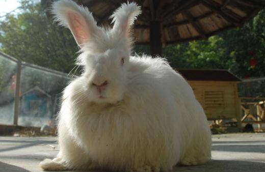 英國安哥拉兔的價格是多少？