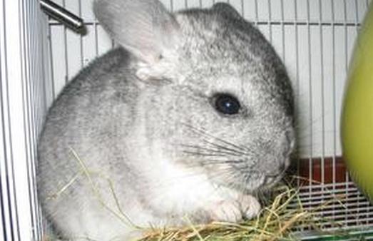 龍貓怎麼養？龍貓的特點