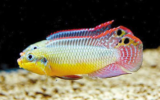 翡翠鳳凰短鯛的簡介-翡翠鳳凰短鯛怎麼養?