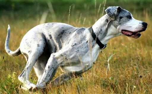 大丹犬多少錢一隻？大丹犬怎麼餵養？